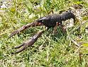 Procambarus_clarkii_D3120_Z_79_Loosdrechtse plassen_Nederland